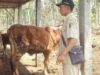 Gerak cepat dinas peternakan dan kesehatan hewan kabupaten Tulungagung atasi wabah kutu kulit(ciples) ternak sapi