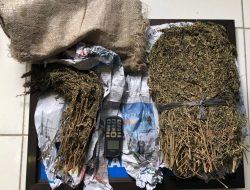 2 Orang Pelaku Penyalahgunaan Narkotika Jenis Ganja di Tangkap ini Kronologis nya! 10 2 Orang Pelaku Penyalahgunaan Narkotika Jenis Ganja di Tangkap ini Kronologis nya!