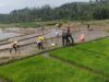 Wujudkan Ketahanan Pangan, Babinsa Gandusari Turun Ke Sawah Bantu Petani Tanam Padi