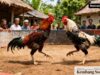 Lapor Pak Kapolres Nganjuk: Sabung Ayam  Di Desa  Klurahan Dan Dusun Kembang  Sore di duga Langgar KUHP Baru, Perlu Tindakan Tegas.