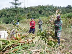 Dukung Ketahanan Pangan, Anggota Satgas TMMD Bantu Warga Panen Jagung
