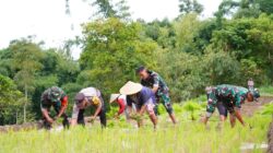 Satgas TMMD Ke 127 Bersama Warga Laksanakan Penanaman Padi Dukung Ketahanan Pangan Di Desa Krisik