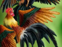 Sambit-Sukorejo Jadi Sarang Perjudian Sabung Ayam, Pihak Kepolisian Diam Diri