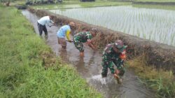 Sinergi Babinsa Dan Masyarakat Desa Pojok Bersihkan Irigasi Demi Pertanian Lancar