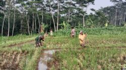 Dukung Swasembada Pangan, Babinsa Pohgajih Aktif Dampingi Petani Siapkan Lahan Sawah