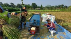 Kebersamaan TNI Dan Petani, Panen Padi Di Desa Gledug Berjalan Lancar