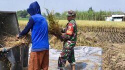 Wujud Nyata Babinsa Kaliboto Bersama Petani Laksanakan Panen Padi, Dukung Ketahanan Pangan Desa