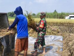 Wujud Nyata Babinsa Kaliboto Bersama Petani Laksanakan Panen Padi, Dukung Ketahanan Pangan Desa
