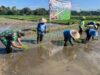 Ikuti Tanam Padi Serentak Se-Jatim, Babinsa Butun Bersama Forkopimda Perkuat Swasembada Pangan