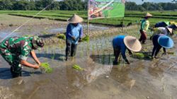 Ikuti Tanam Padi Serentak Se-Jatim, Babinsa Butun Bersama Forkopimda Perkuat Swasembada Pangan