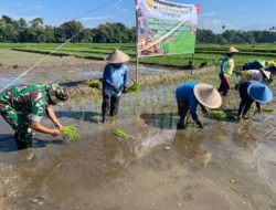 Ikuti Tanam Padi Serentak Se-Jatim, Babinsa Butun Bersama Forkopimda Perkuat Swasembada Pangan