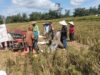 Wujudkan Ketahanan Pangan Nasional, Babinsa Ngadirenggo Dampingi Petani Panen Padi