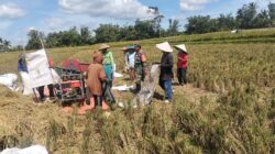 Wujudkan Ketahanan Pangan Nasional, Babinsa Ngadirenggo Dampingi Petani Panen Padi
