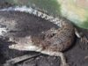 Warga Deyeng Ringinrejo Geger, Seekor Buaya Ditemukan di Selokan Pemukiman