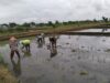 Wujud Ketahanan Pangan, Babinsa Rembang Dampingi Petani Tanam Padi Di Sananwetan