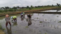 Wujud Ketahanan Pangan, Babinsa Rembang Dampingi Petani Tanam Padi Di Sananwetan