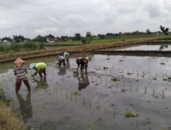Wujud Ketahanan Pangan, Babinsa Rembang Dampingi Petani Tanam Padi Di Sananwetan