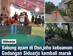 Sabung Ayam di Dsn Joho Keboanom Gedangan Sidoarjo Kembali Marak, Warga Resah