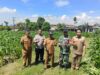 Sinergi 3 Pilar Desa Pagung Laksanakan Pengecekan Tanaman Jagung Dukung Ketahanan Pangan