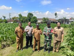 Sinergi 3 Pilar Desa Pagung Laksanakan Pengecekan Tanaman Jagung Dukung Ketahanan Pangan