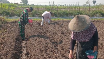 Wujudkan Ketahanan Pangan, Babinsa Pikatan Turun Ke Sawah Dampingi Petani Tanam Jagung 13 IMG 20260605 WA0049