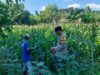 Bhabinkamtibmas Sonorejo Intensifkan Pendampingan Petani Jagung, Dukung Program Swasembada Pangan Nasional