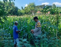 Bhabinkamtibmas Sonorejo Intensifkan Pendampingan Petani Jagung, Dukung Program Swasembada Pangan Nasional