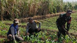 Menuju Panen Agustus, Bhabinkamtibmas Dermo Pantau Perkembangan Jagung Milik Warga