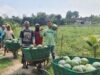 Pemanfaatan Lahan Kompi Produksi Kodim 0808/Blitar di Srengat Sukses Panen 10 Ton Semangka