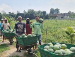 Pemanfaatan Lahan Kompi Produksi Kodim 0808/Blitar di Srengat Sukses Panen 10 Ton Semangka