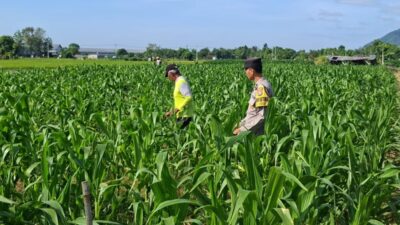 Panen Berkualitas dan Terserap Bulog, Bhabinkamtibmas Datengan Beri Edukasi Petani Jagung