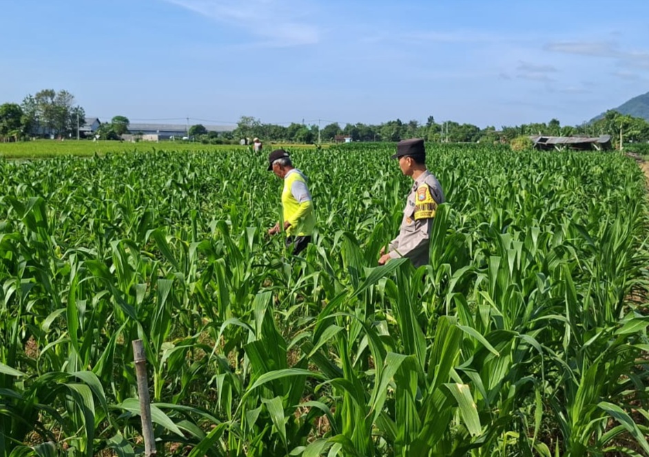 Panen Berkualitas dan Terserap Bulog, Bhabinkamtibmas Datengan Beri Edukasi Petani Jagung 1 IMG 20260614 WA0150