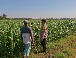 Bhabinkamtibmas Desa Cerme Dampingi Petani Rawat Tanaman Jagung, Wujud Dukungan Polri terhadap Ketahanan Pangan