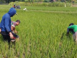 Optimalkan Pertumbuhan padi, Babinsa Ngembul Bantu Petani Bersihkan Rumput Liar