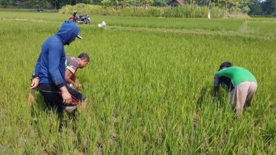 Optimalkan Pertumbuhan padi, Babinsa Ngembul Bantu Petani Bersihkan Rumput Liar