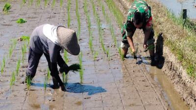 Sinergi Hanpangan, Babinsa Kotes Kopda Ari Wibowo Dampingi Petani Menanam Padi 10 IMG 20260701 WA0108