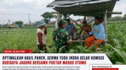 Optimalkan Hasil Panen, Serma Yuda Indra Gelar Komsos Budidaya Jagung Bersama Poktan Margo Utomo