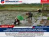Dukung Ketahanan Pangan, Sertu Alim Santoso Dampingi Poktan Tani Makmur Tanam Padi di Jambewangi