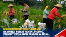 Bhabinkamtibmas Desa Puhsarang Dampingi Petani Panen Jagung, Perkuat Ketahanan Pangan Nasional