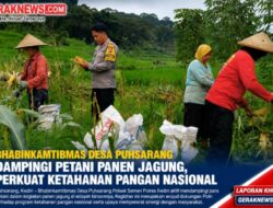Bhabinkamtibmas Desa Puhsarang Dampingi Petani Panen Jagung, Perkuat Ketahanan Pangan Nasional