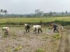 Dukung Ketahanan Pangan, Serka Abdul Salam Turun ke Sawah Bantu Petani Tanam Padi Di Ngadirenggo