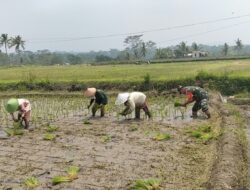 Dukung Ketahanan Pangan, Serka Abdul Salam Turun ke Sawah Bantu Petani Tanam Padi Di Ngadirenggo