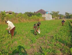 Optimalkan Hasil Panen, Serma Aries K Dampingi Poktan Wisanggeni Rawat Tanaman Jagung