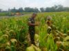 Wujud Nyata Dukungan Hanpangan, Babinsa Kanigoro Turun Ke Sawah Bantu Petani Panen Jagung