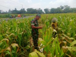 Wujud Nyata Dukungan Hanpangan, Babinsa Kanigoro Turun Ke Sawah Bantu Petani Panen Jagung