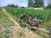 Sinergi TNI Dan Petani Babinsa Purwokerto Pastikan Pasokan Air Lahan Jagung Dusun Tumpuk Optimal