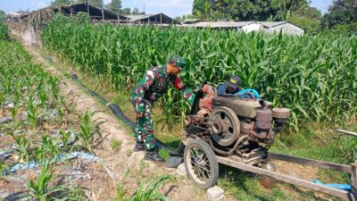 Sinergi TNI Dan Petani Babinsa Purwokerto Pastikan Pasokan Air Lahan Jagung Dusun Tumpuk Optimal