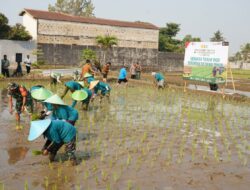 Dukung Swasembada Pangan, Koramil 12/Wlingi dan Poktan Abadi Gelar Tanam Padi Serentak Merdeka