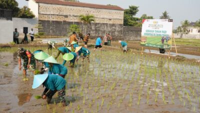 Dukung Swasembada Pangan, Koramil 12/Wlingi dan Poktan Abadi Gelar Tanam Padi Serentak Merdeka