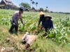 Bhabinkamtibmas Semampir Dampingi Petani, Dorong Produktivitas Jagung untuk Dukung Swasembada Pangan